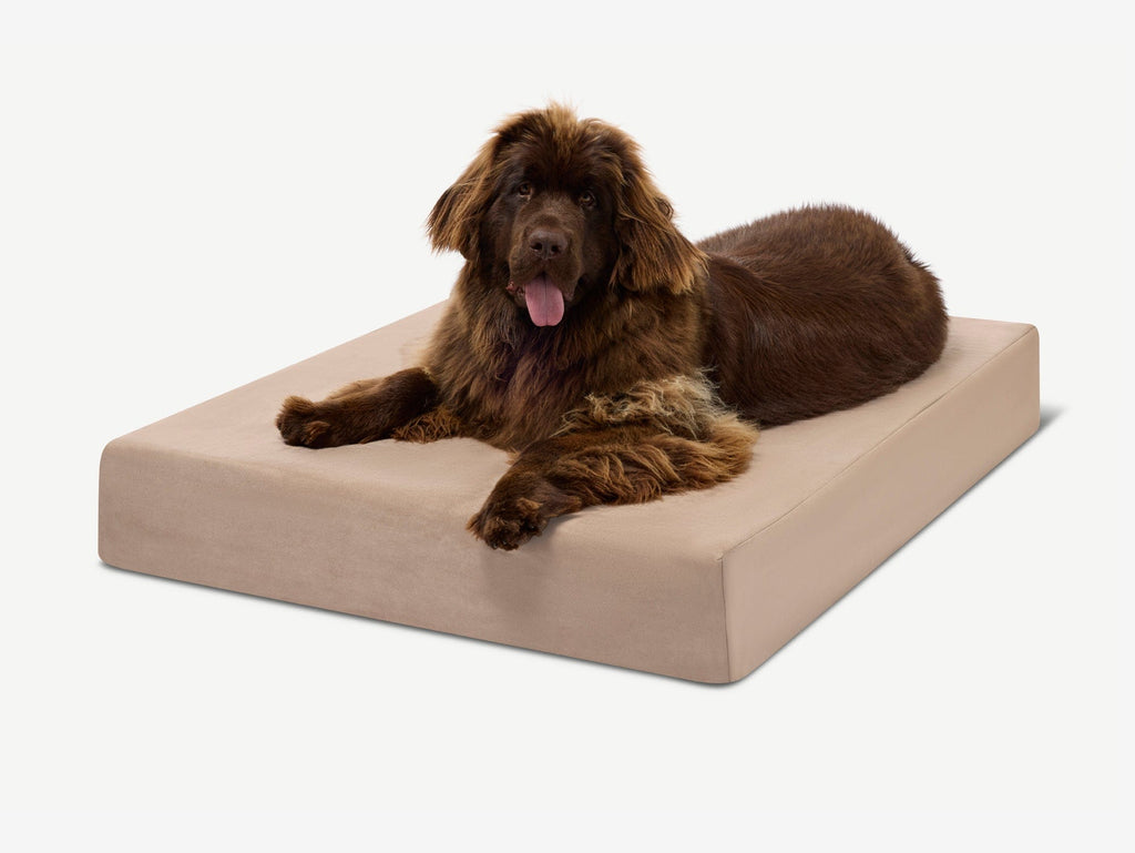 Seven-Inch Orthopedic Dog Bed product image 39