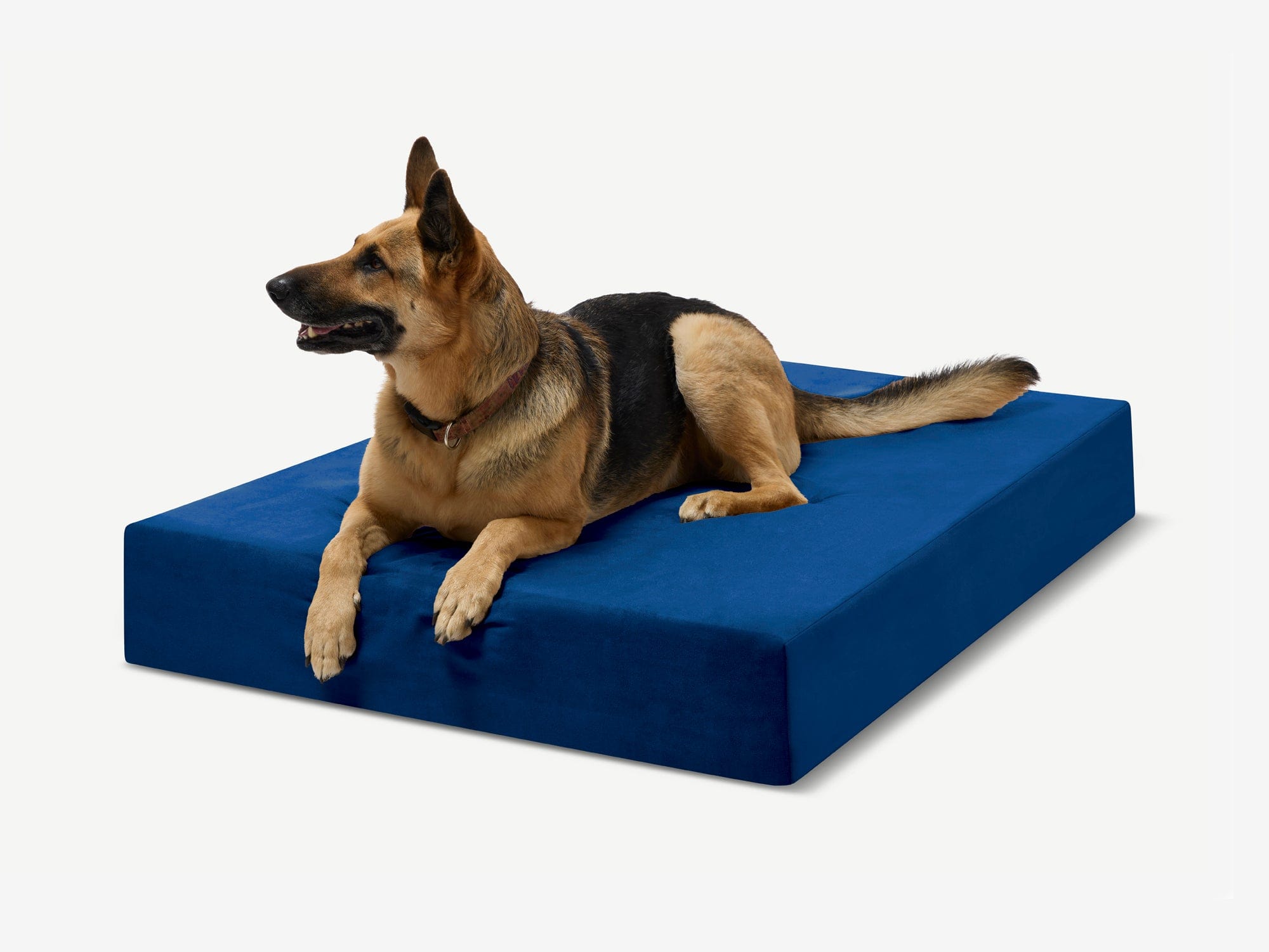 Seven-Inch Orthopedic Dog Bed product image 40