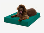 Seven-Inch Orthopedic Dog Bed product image 41