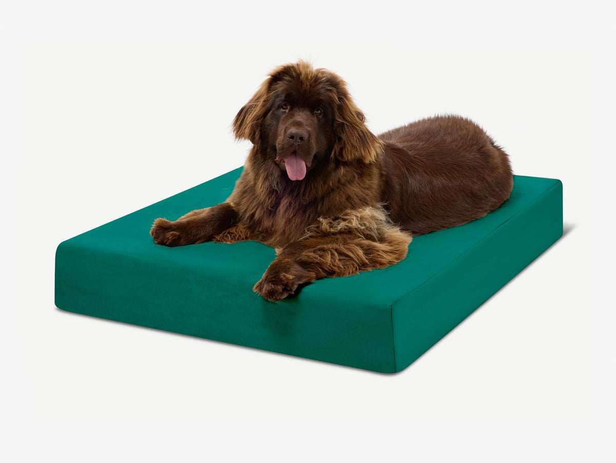 Seven-Inch Orthopedic Dog Bed product image 41