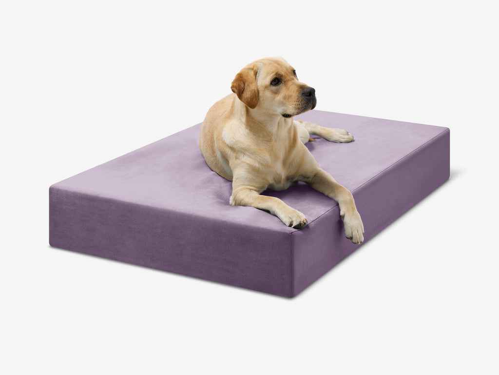 Seven-Inch Orthopedic Dog Bed product image 63