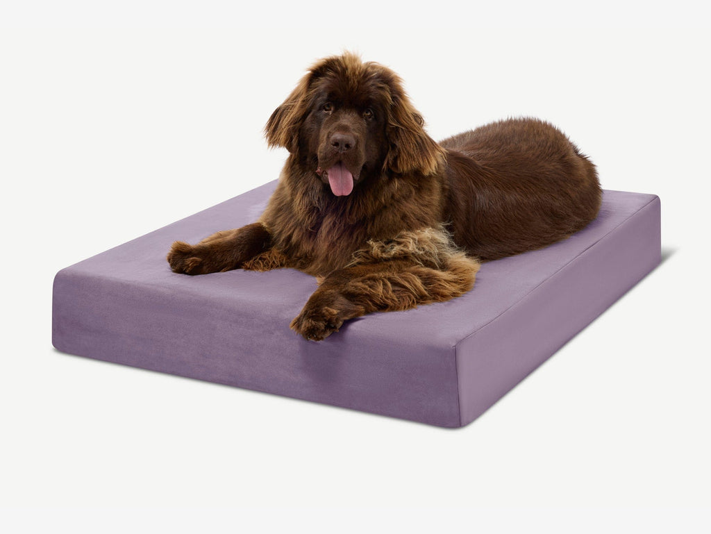 Seven-Inch Orthopedic Dog Bed product image 64