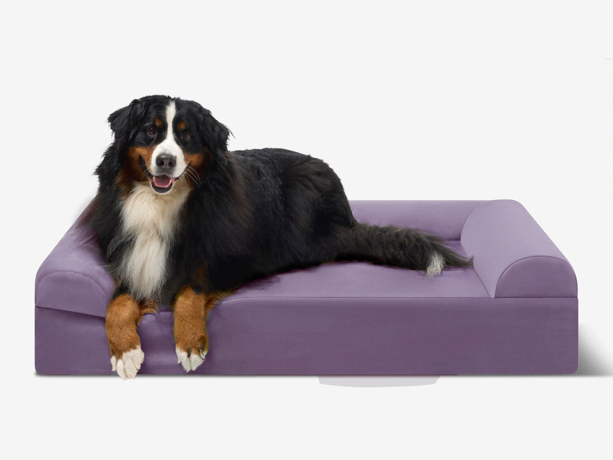 Seven-Inch Orthopedic Dog Bed product image 67