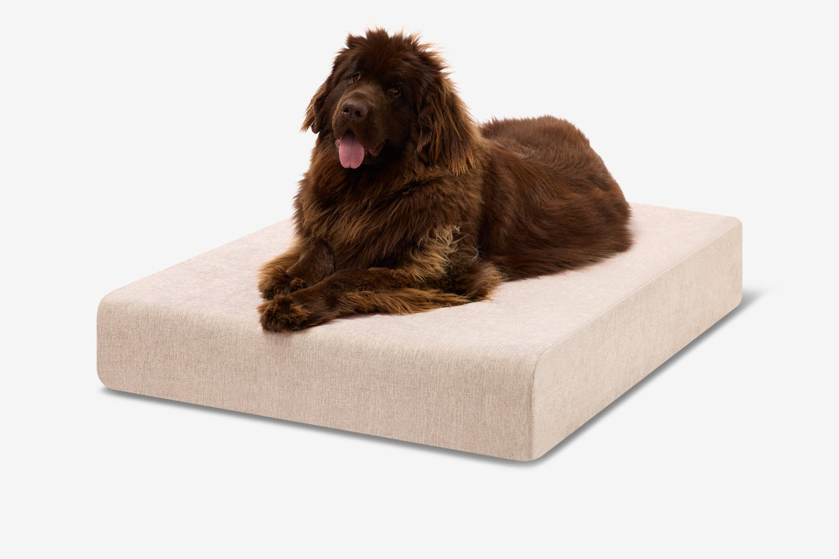 Seven-Inch Orthopedic Dog Bed product image 122