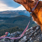 Dog Leash product image 2