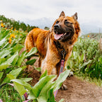Dog Leash product image 4