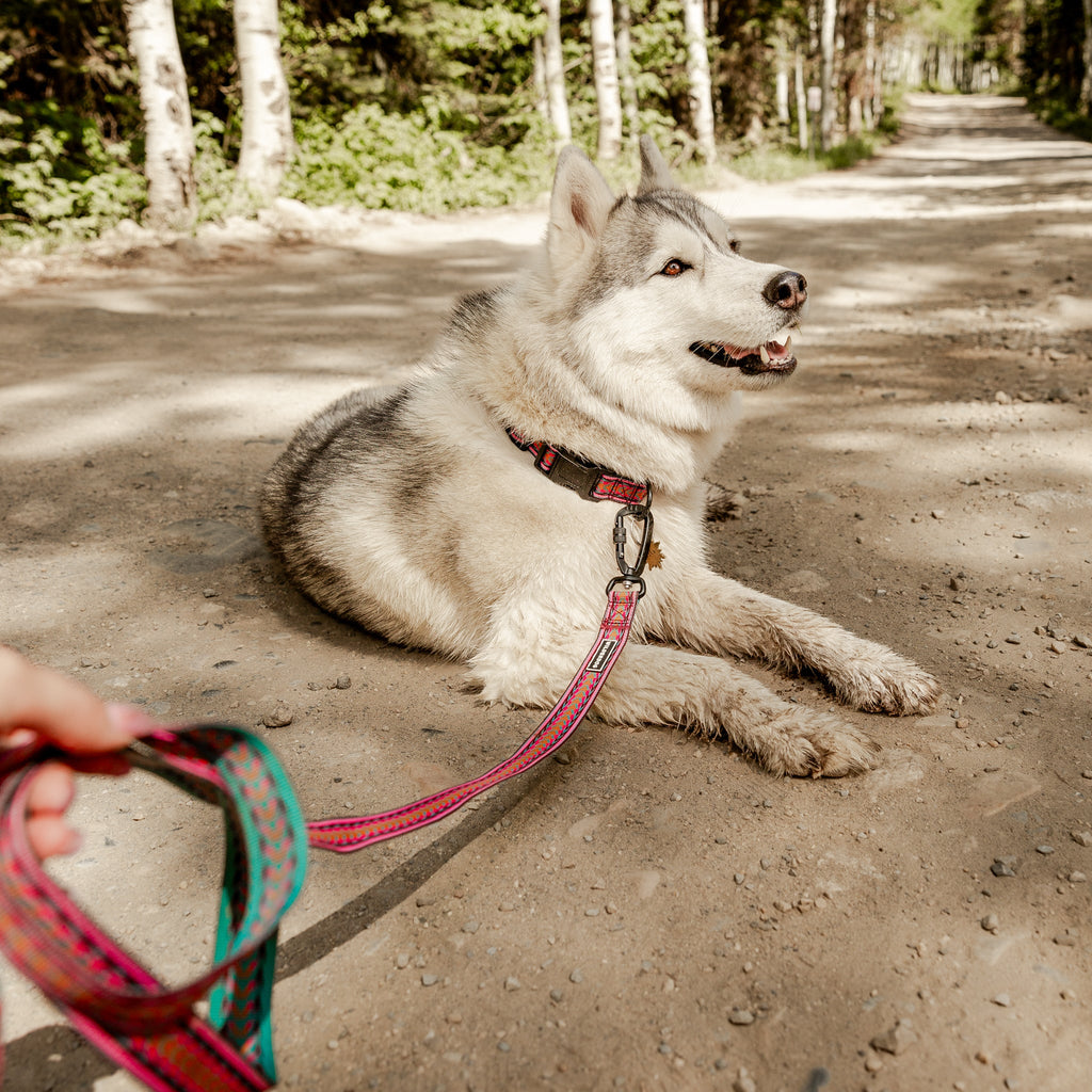 Dog Leash product image 5