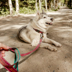 Dog Leash product image 5