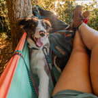 Dog Leash product image 2