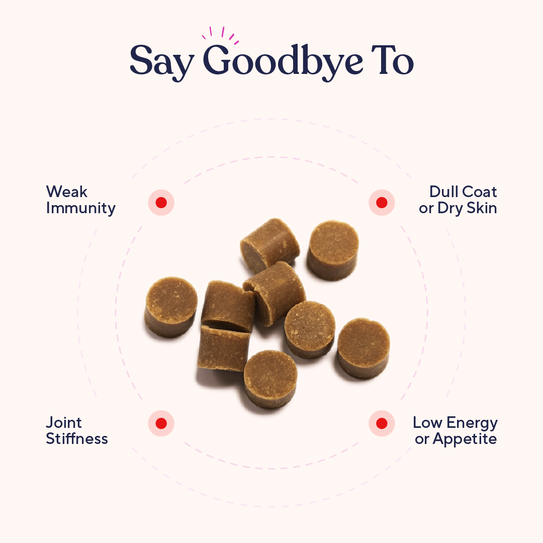 Dog Multivitamin Soft Chews product image 3