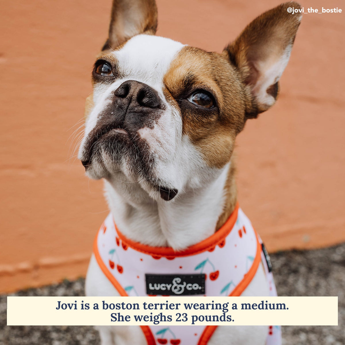 Reversible Dog Harness product image 2