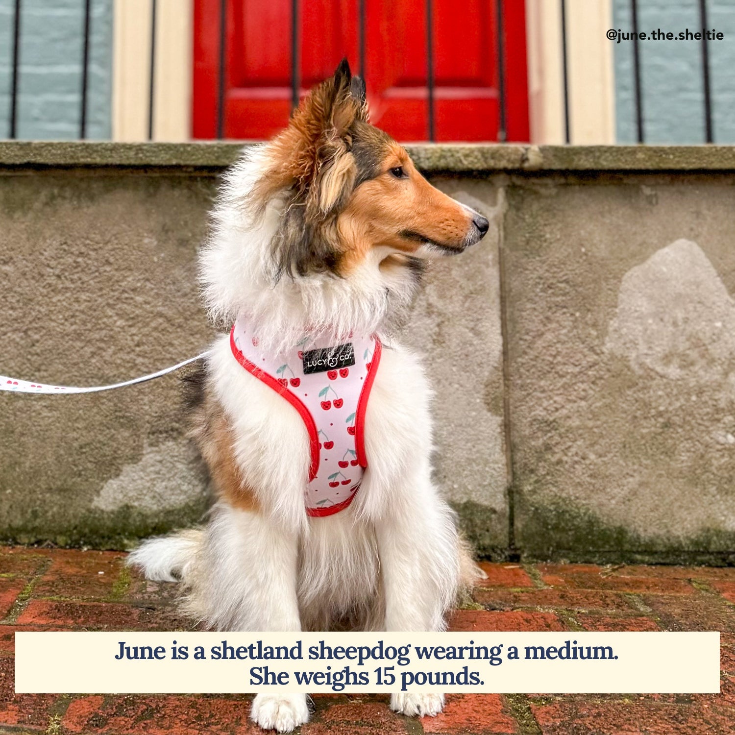 Reversible Dog Harness product image 3
