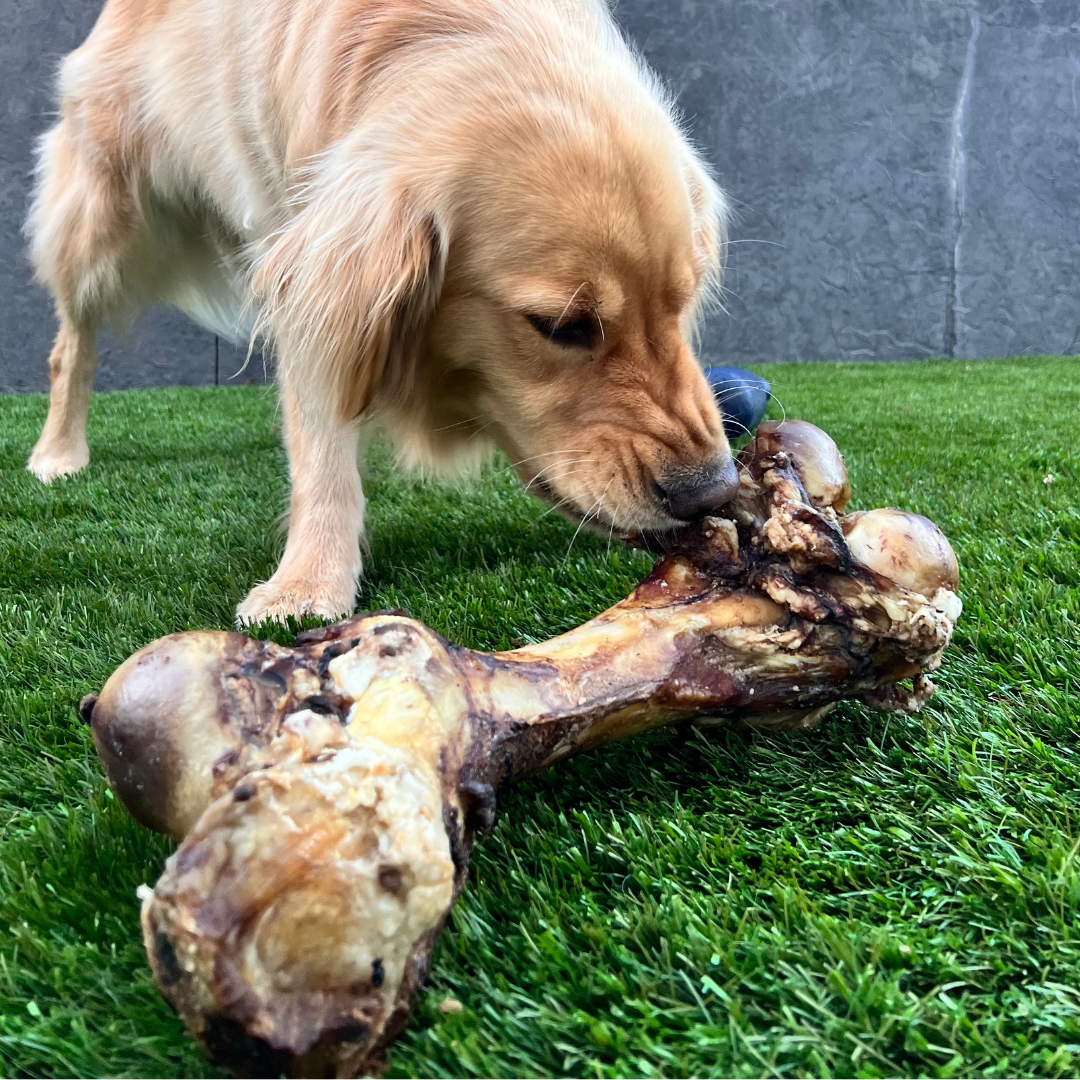 Giant Beef Marrow Dog Bone For Large Dogs