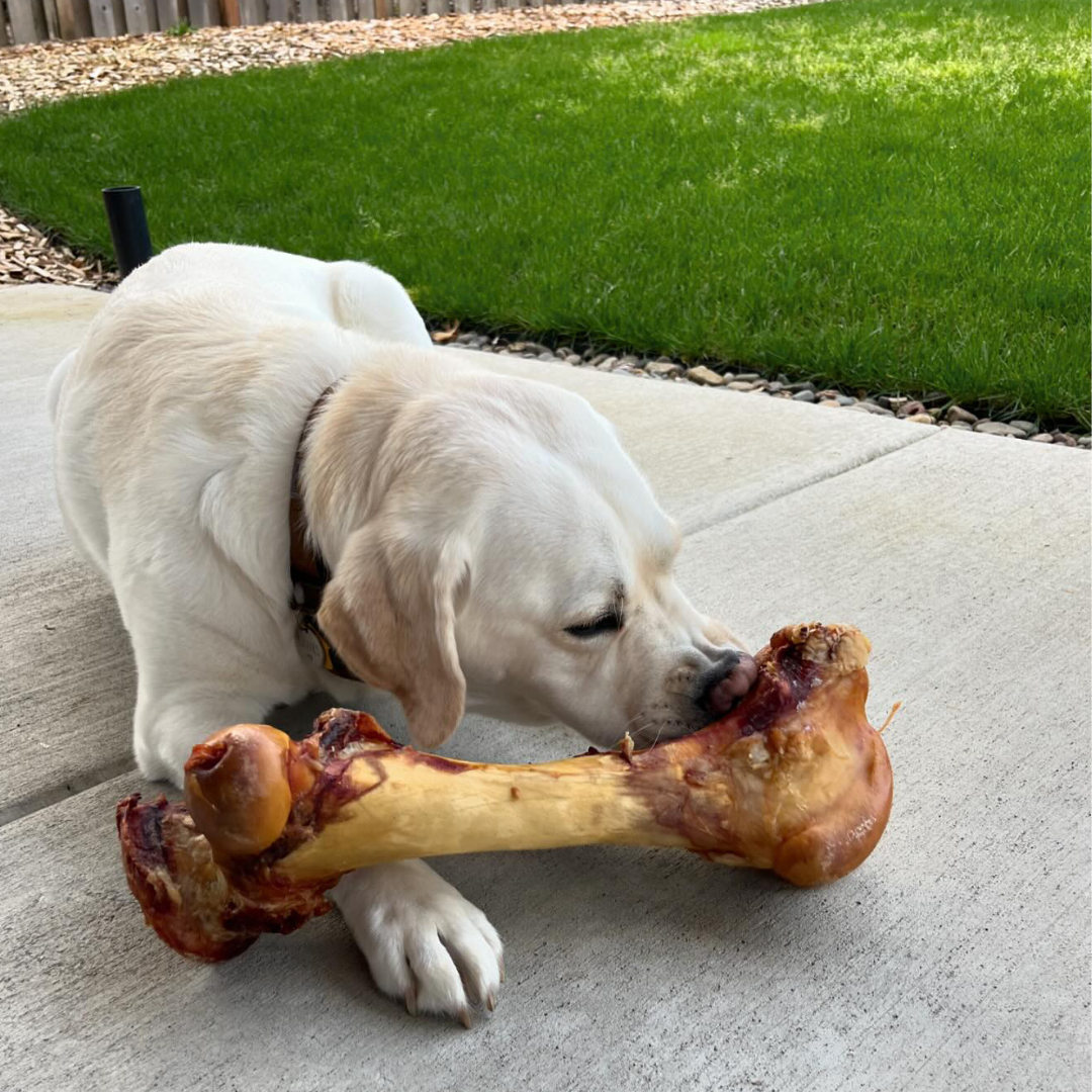 Giant Beef Marrow Dog Bone For Large Dogs