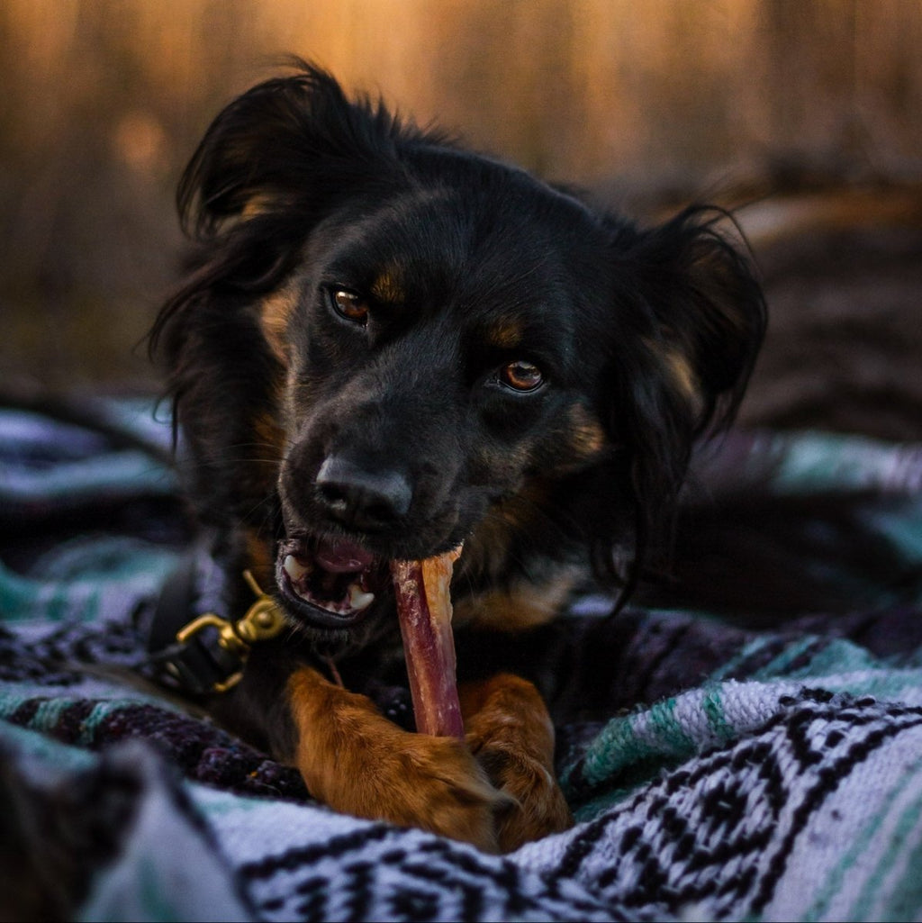Jumbo Beef Bully Stick Dog Chews product image 5