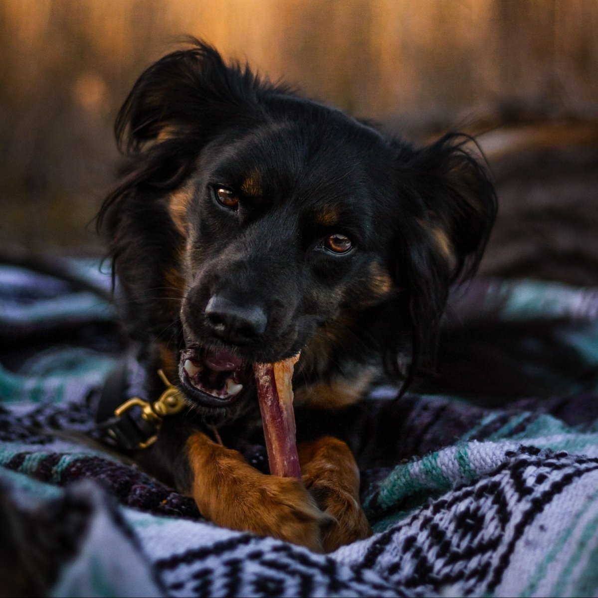 Jumbo Beef Bully Stick Dog Chews product image 5