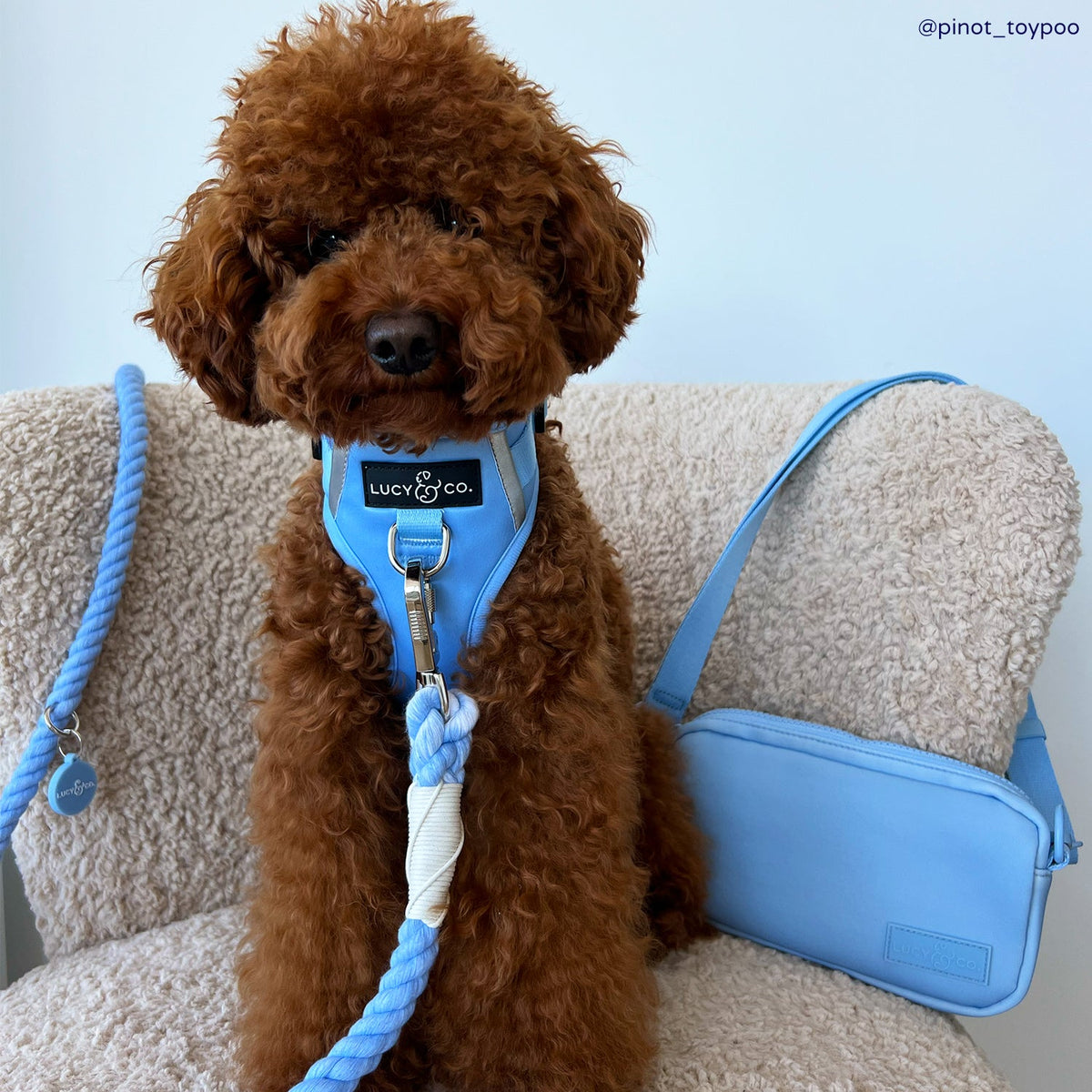 Hands-Free Cotton Rope Dog Leash product image 2