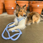 Hands-Free Cotton Rope Dog Leash product image 4