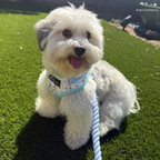 Hands-Free Cotton Rope Dog Leash product image 5