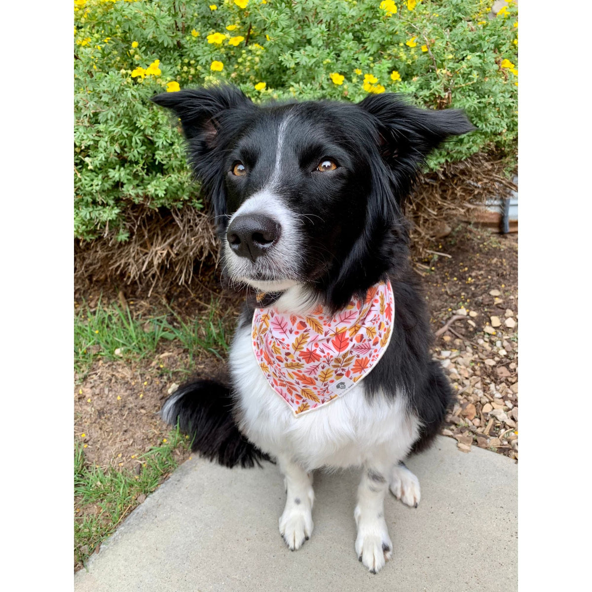 Dog Bandana product image 2
