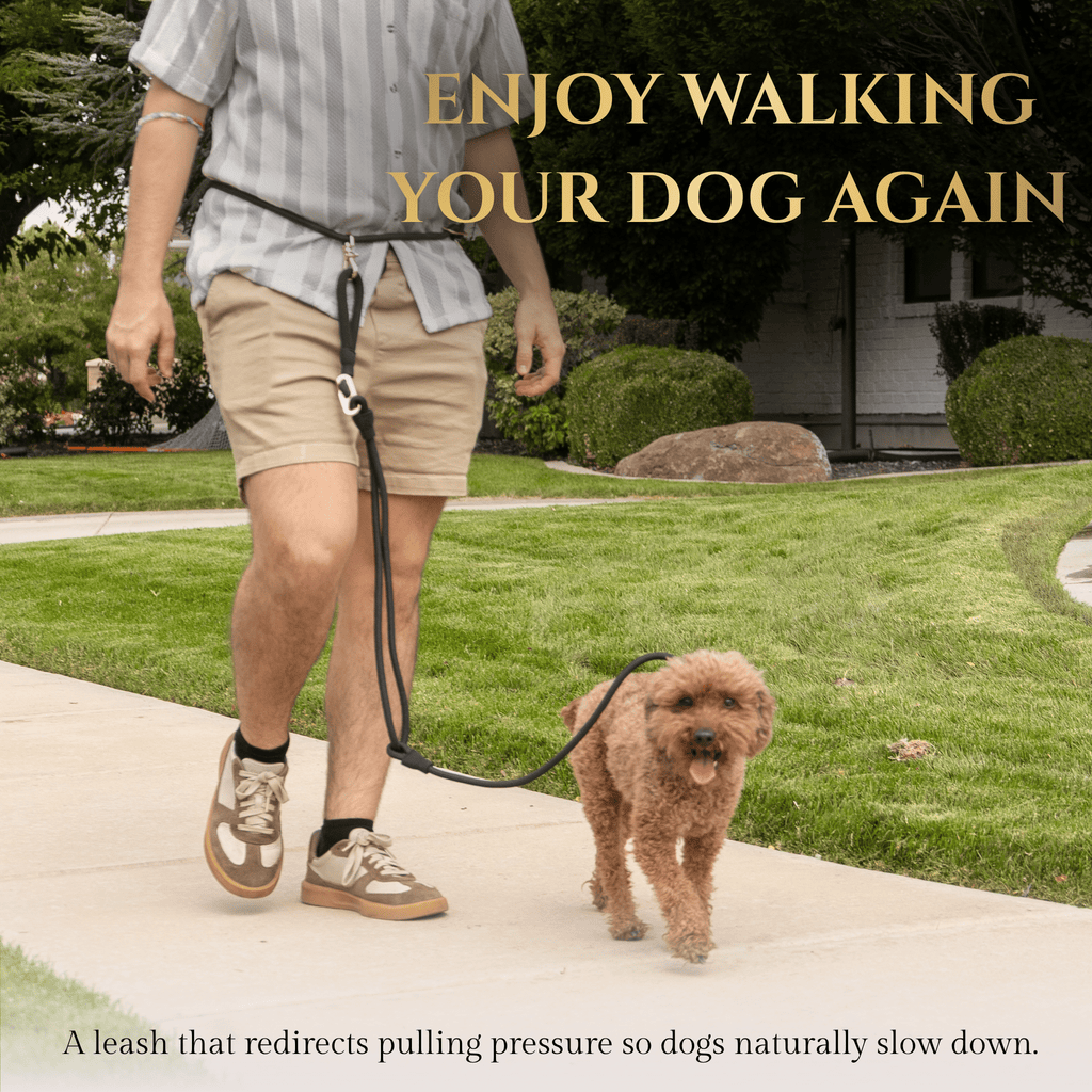 No-Pull Dog Leash product image 2
