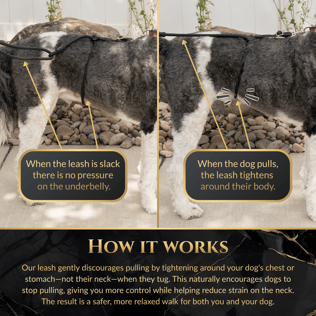 No-Pull Dog Leash product image 4