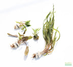 Cryptocoryne Aquarium Plant Pack product image 26