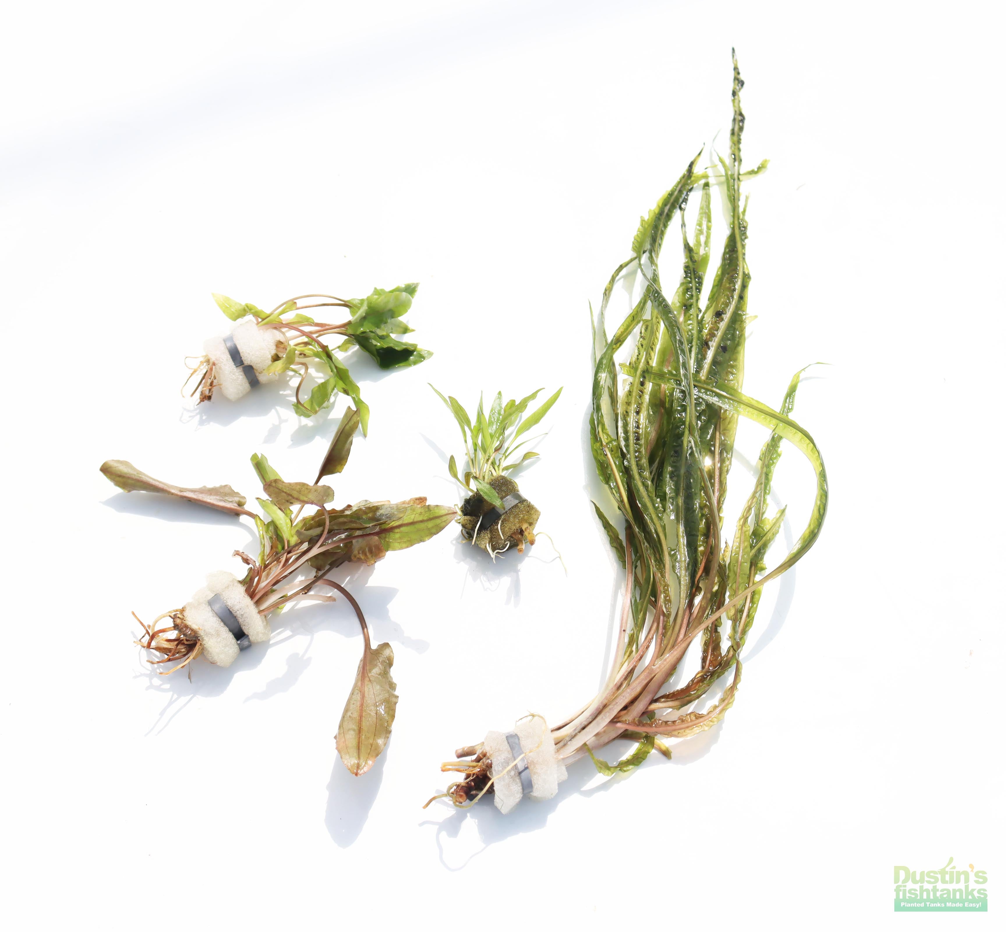 Cryptocoryne Aquarium Plant Pack product image 26