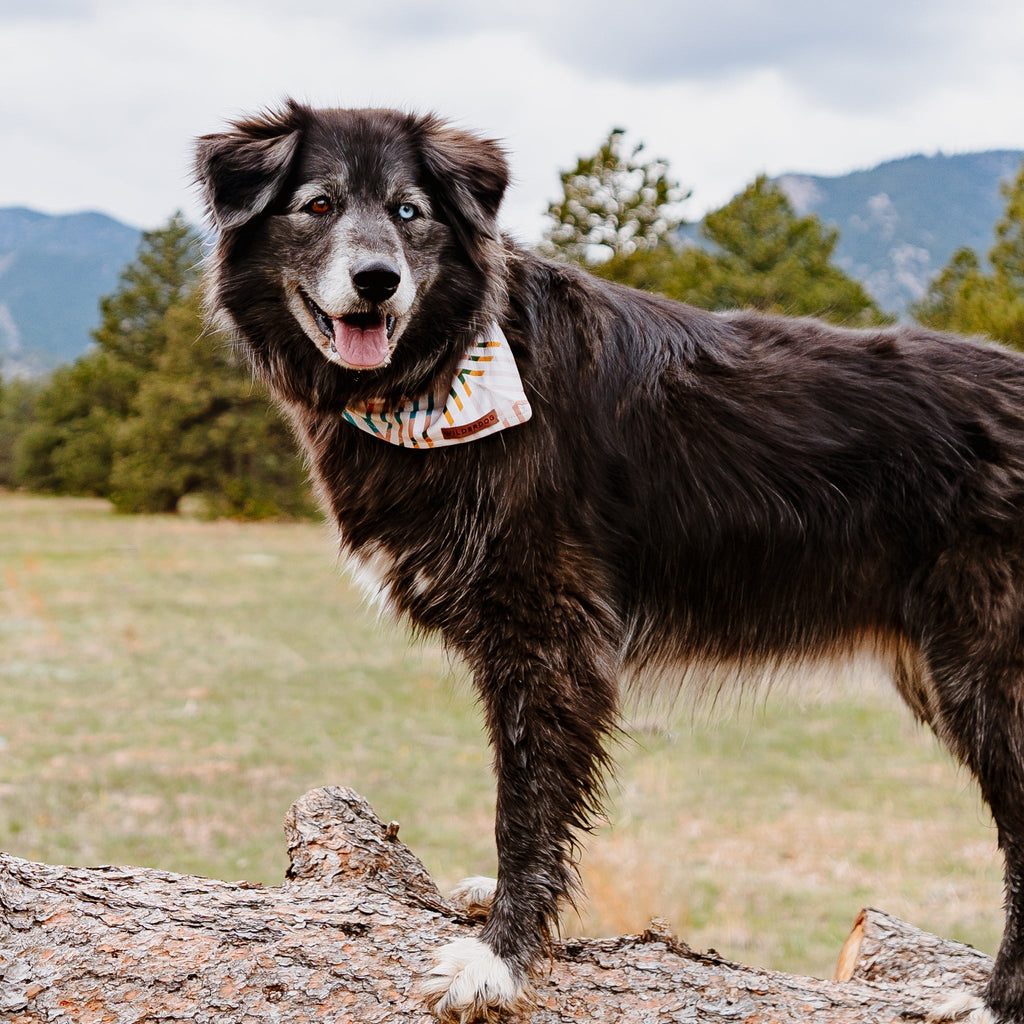 Dog Cooling Bandana product image 2
