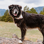 Dog Cooling Bandana product image 2