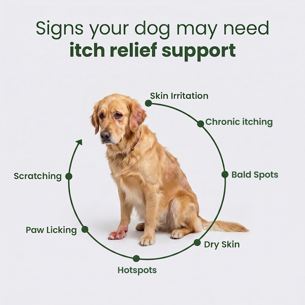Turmeric and Vitamin E Dog Skin Support Formula product image 5