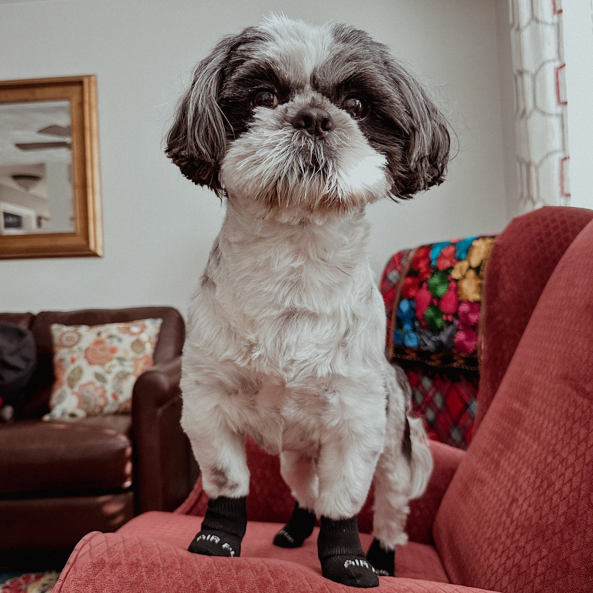 Dog Boot Liner Sock Set product image 4