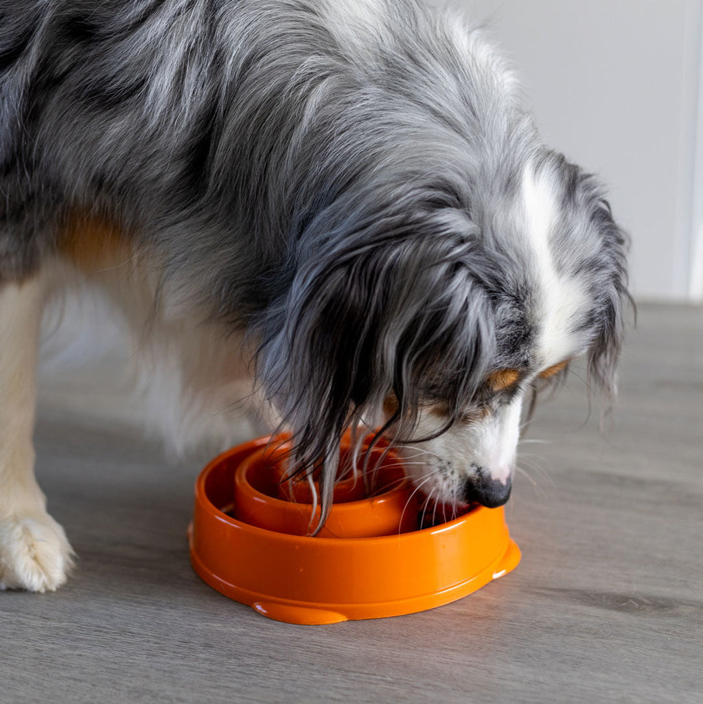 Slow Feeder Bowl product image 4