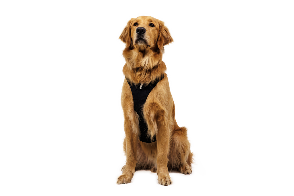 Dog Harness product image 6
