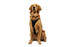 Dog Harness product image 6