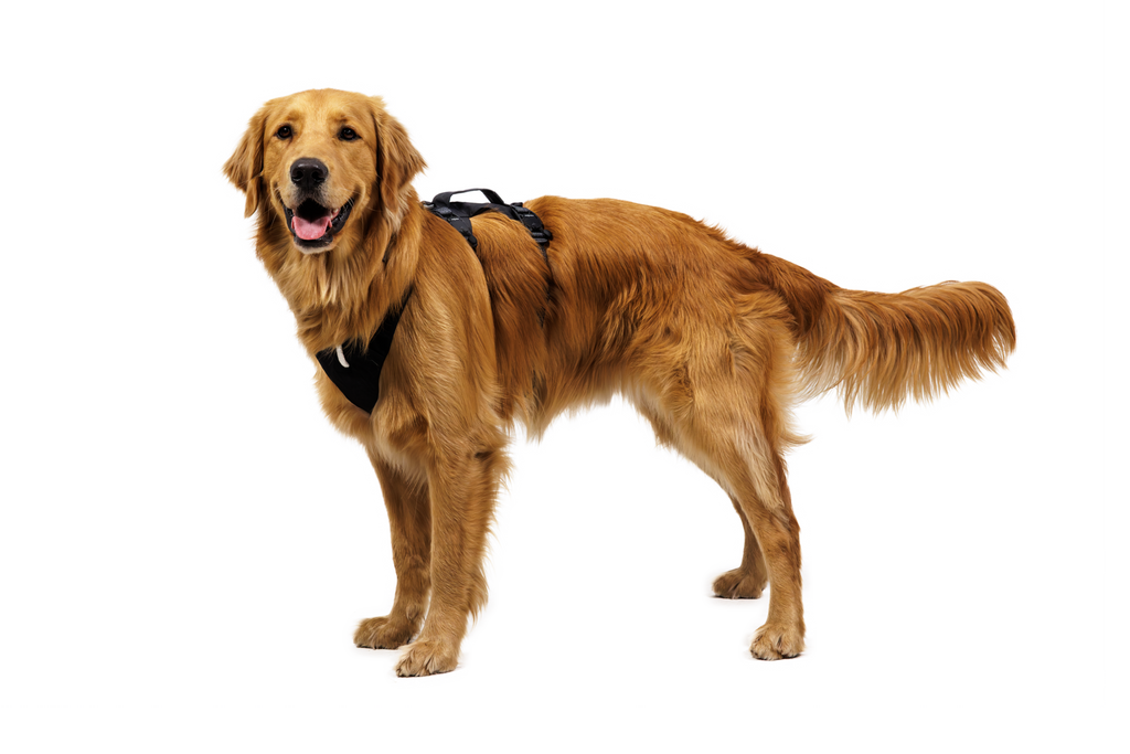 Dog Harness product image 7