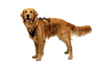 Dog Harness product image 7