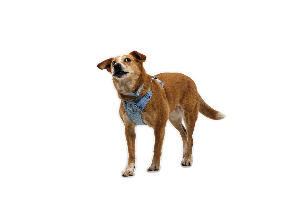 Dog Harness product image 21