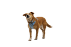 Dog Harness product image 21