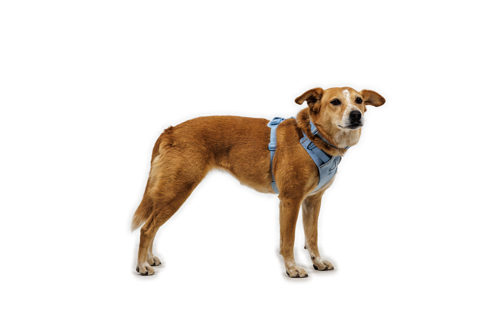Dog Harness product image 22