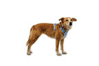 Dog Harness product image 22