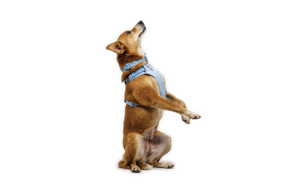 Dog Harness product image 23