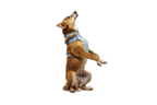 Dog Harness product image 23