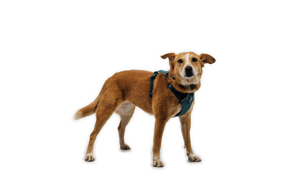 Dog Harness product image 24