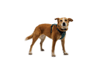 Dog Harness product image 24