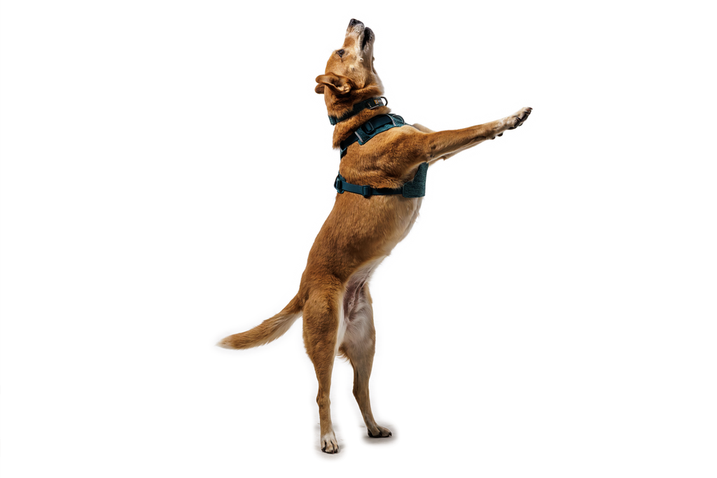 Dog Harness product image 25