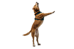 Dog Harness product image 25