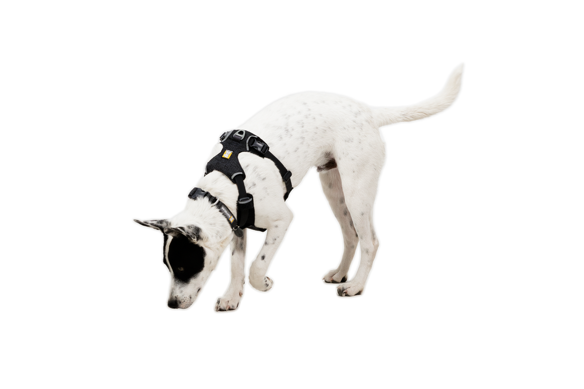 Dog Harness product image 26