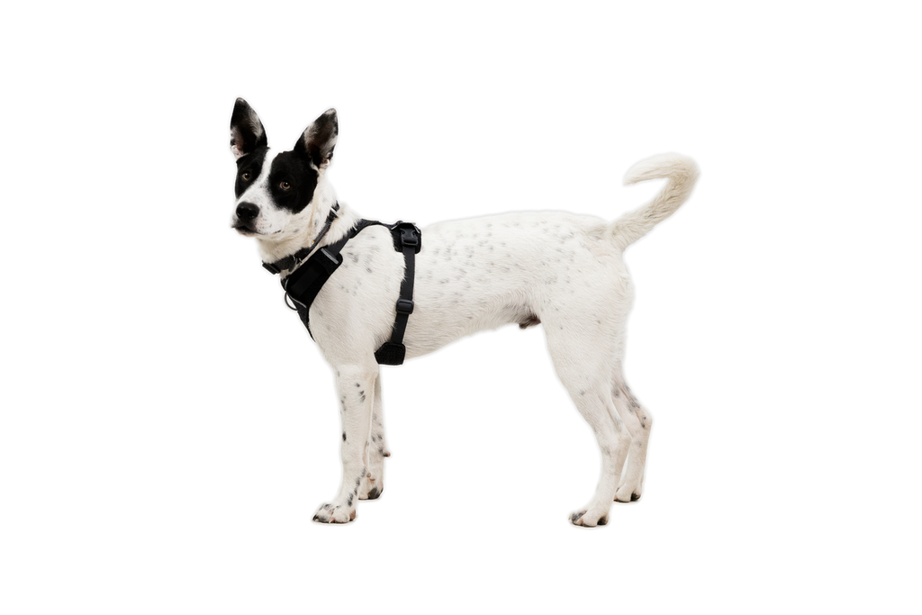 Dog Harness product image 27