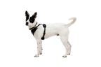 Dog Harness product image 27